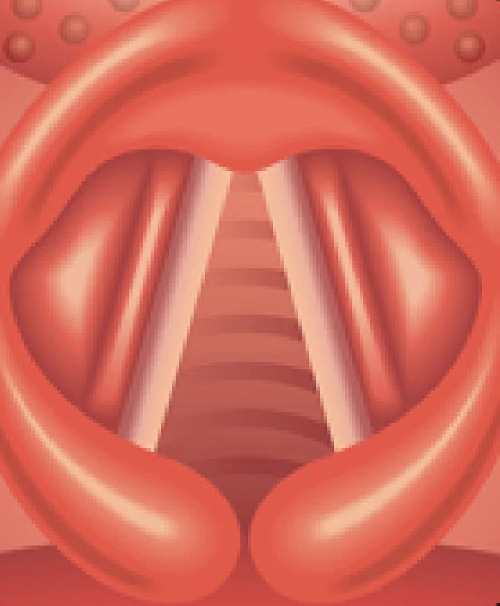 illustration of the vocal cords