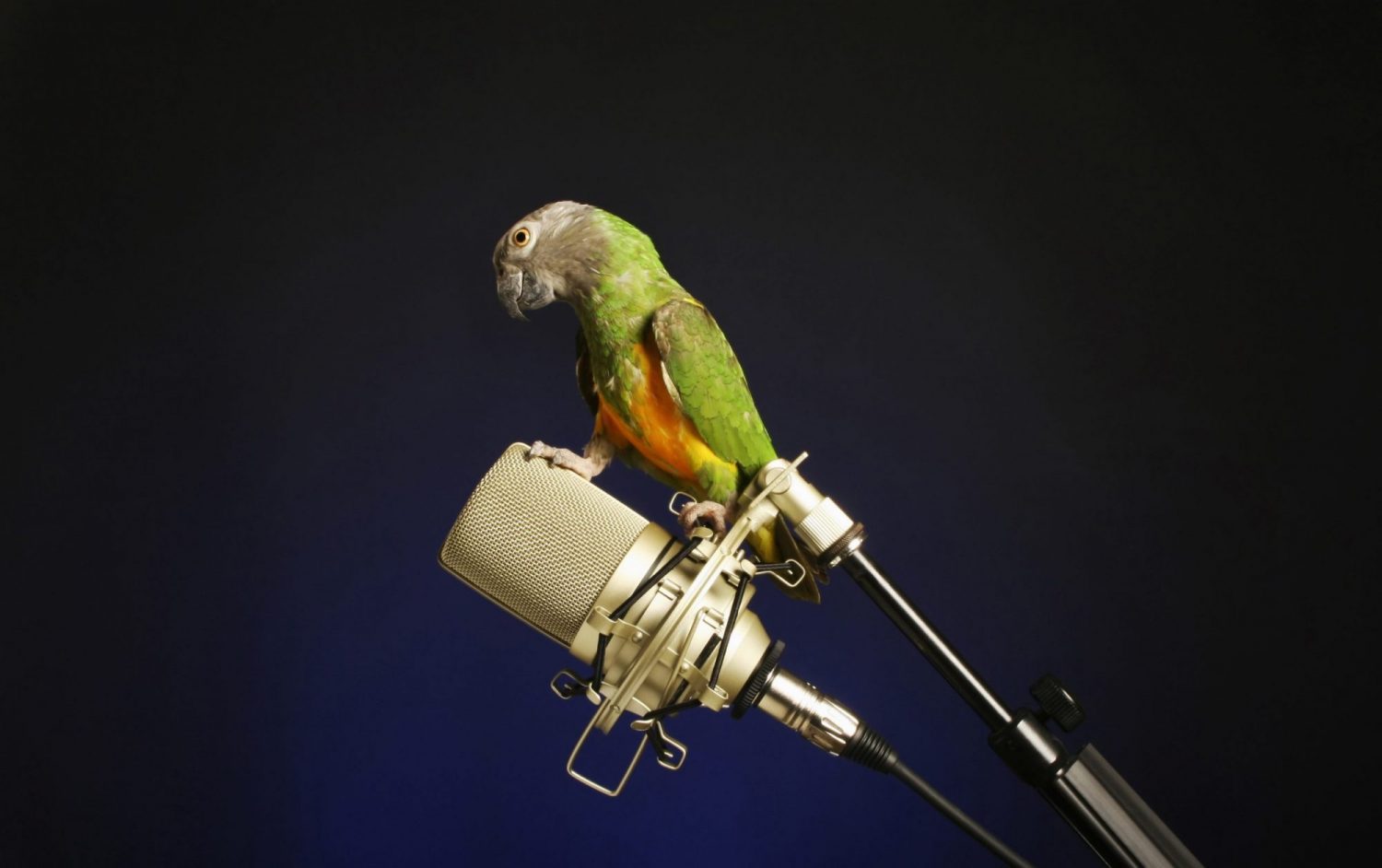 bird on microphone