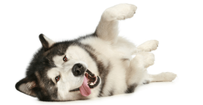 husky laying on its side with its tongue out