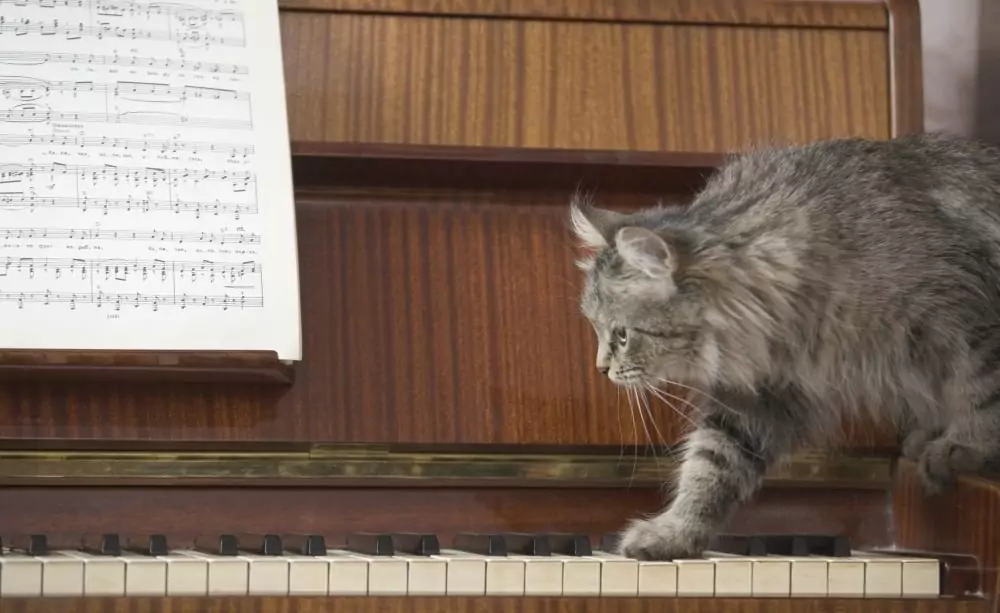 a cat walking across piano keys