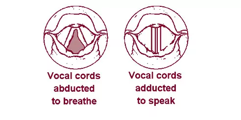 illustration of a larynx