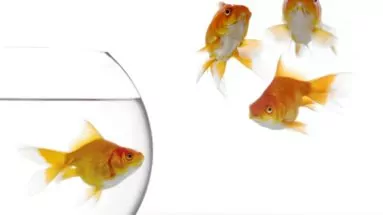 gold fish in aquarium