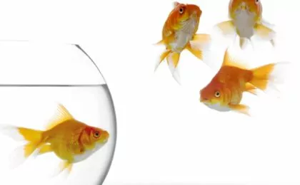 gold fish in aquarium