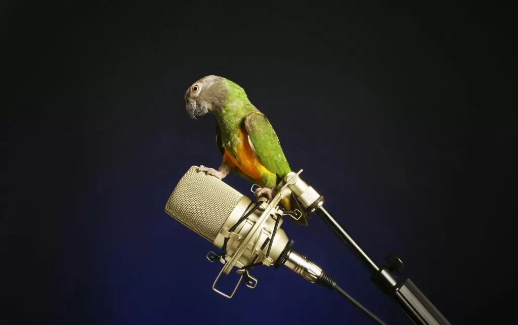 bird in microphone