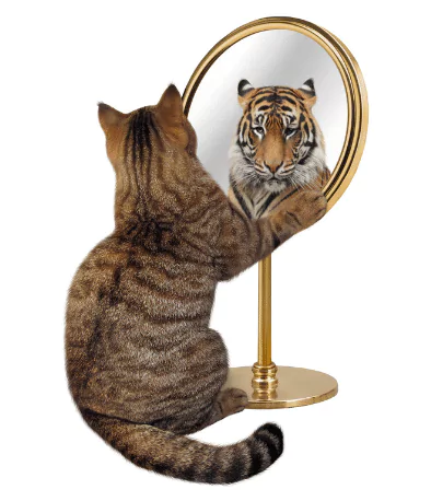photo of a cat seeing a reflection of a tiger in a mirror