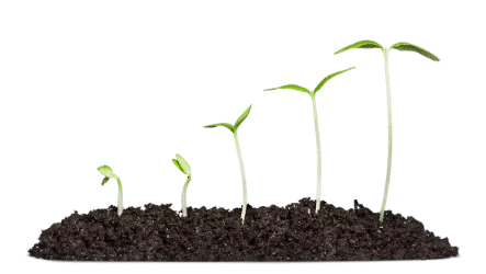 growth photo of different stages of sprouted plants