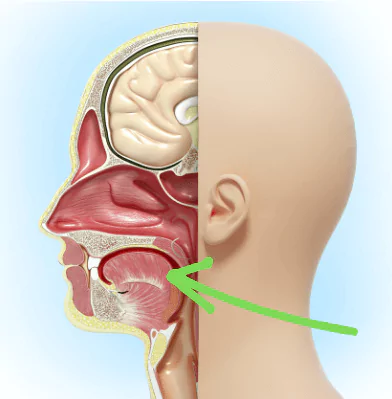 anatomical diagram indicating the tongue